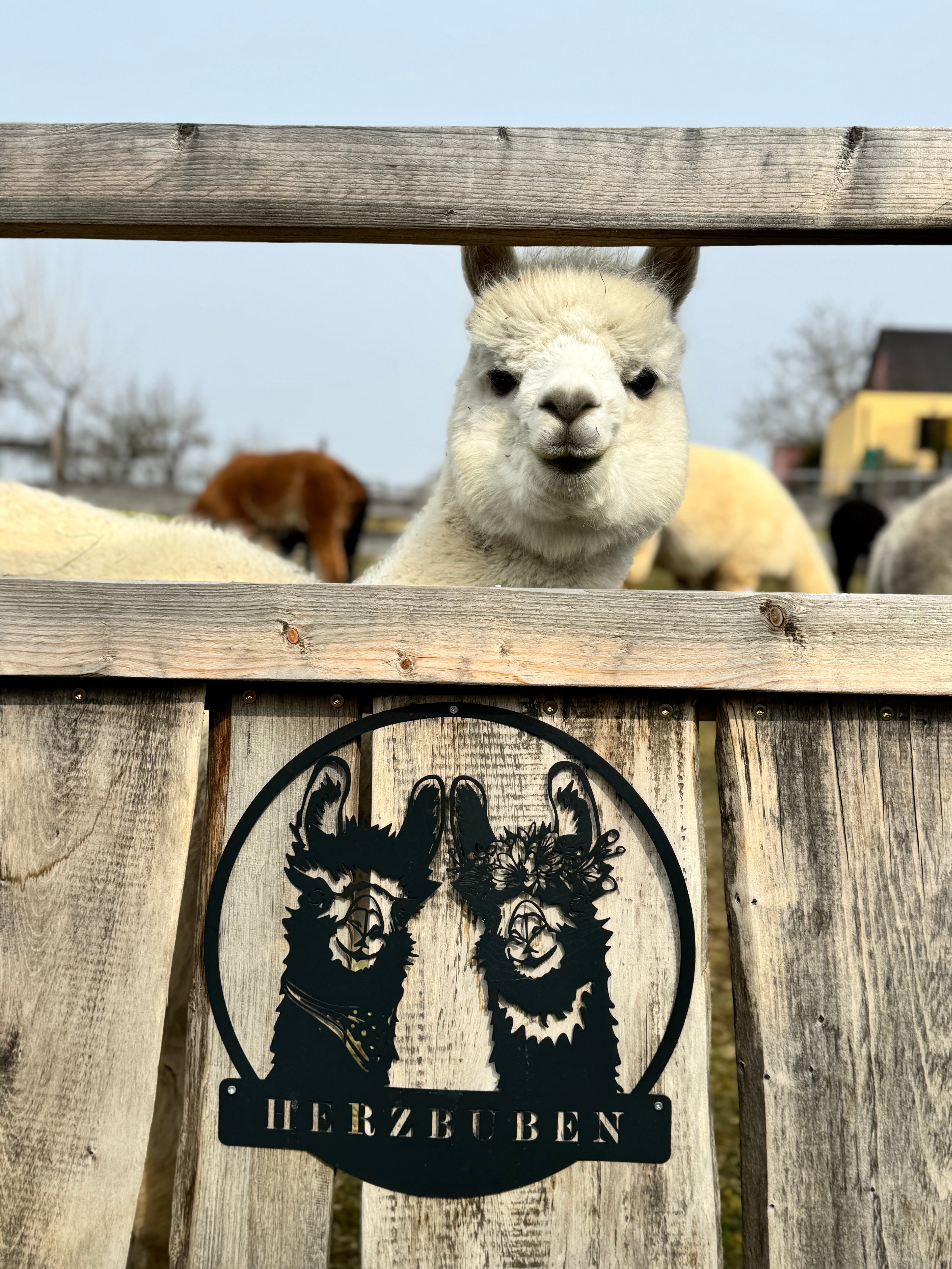 Alpaka-Wanderung für 2 Personen