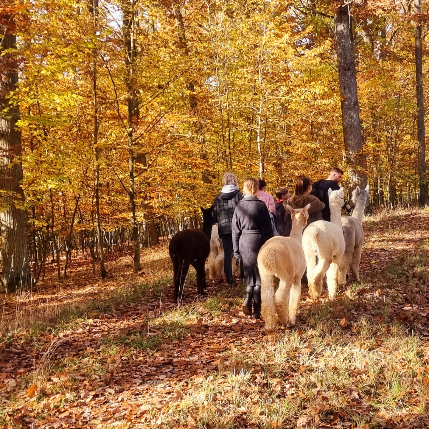 Alpaka-Wanderung für 2 Personen