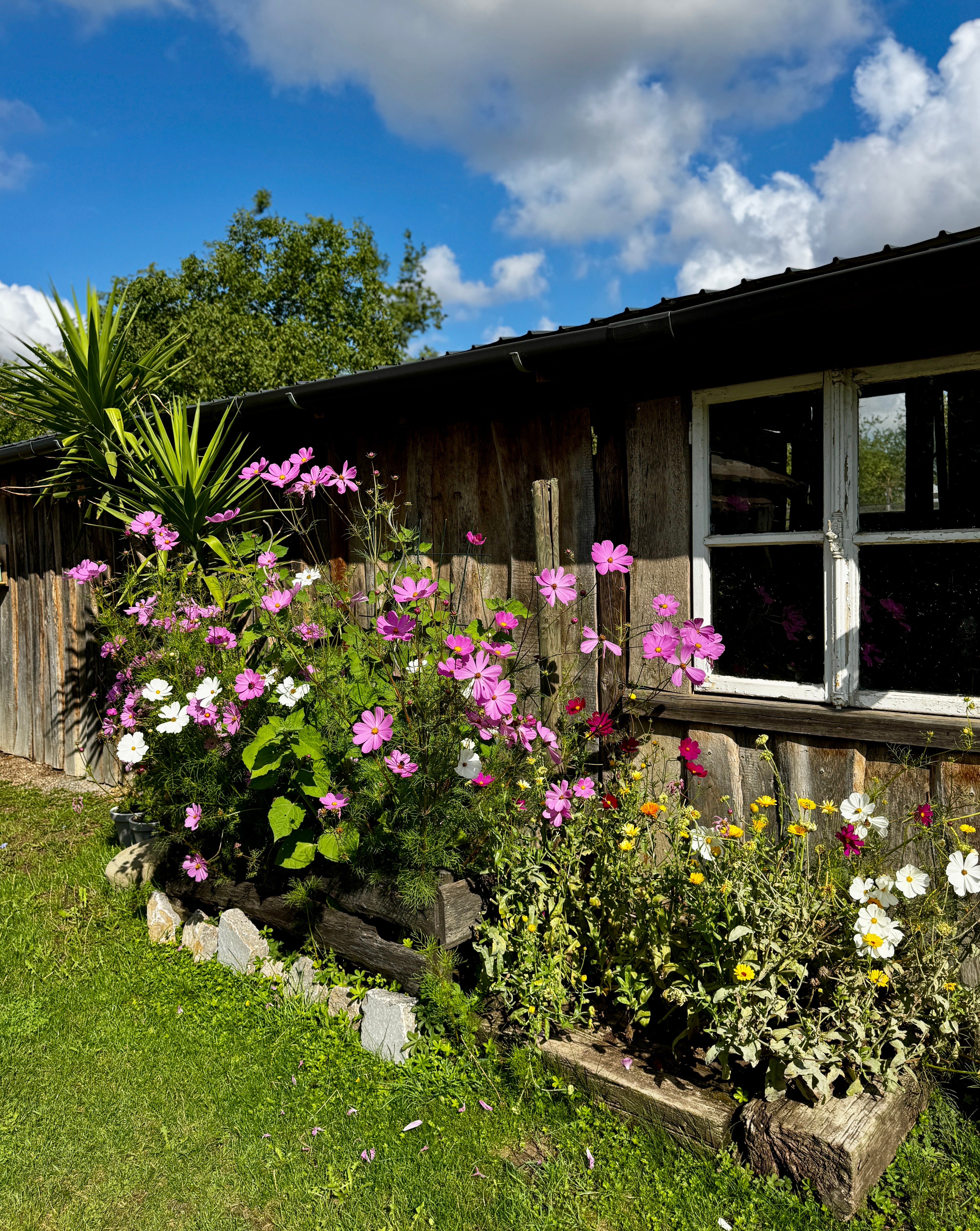 Alpaka-Wanderung für 2 Personen