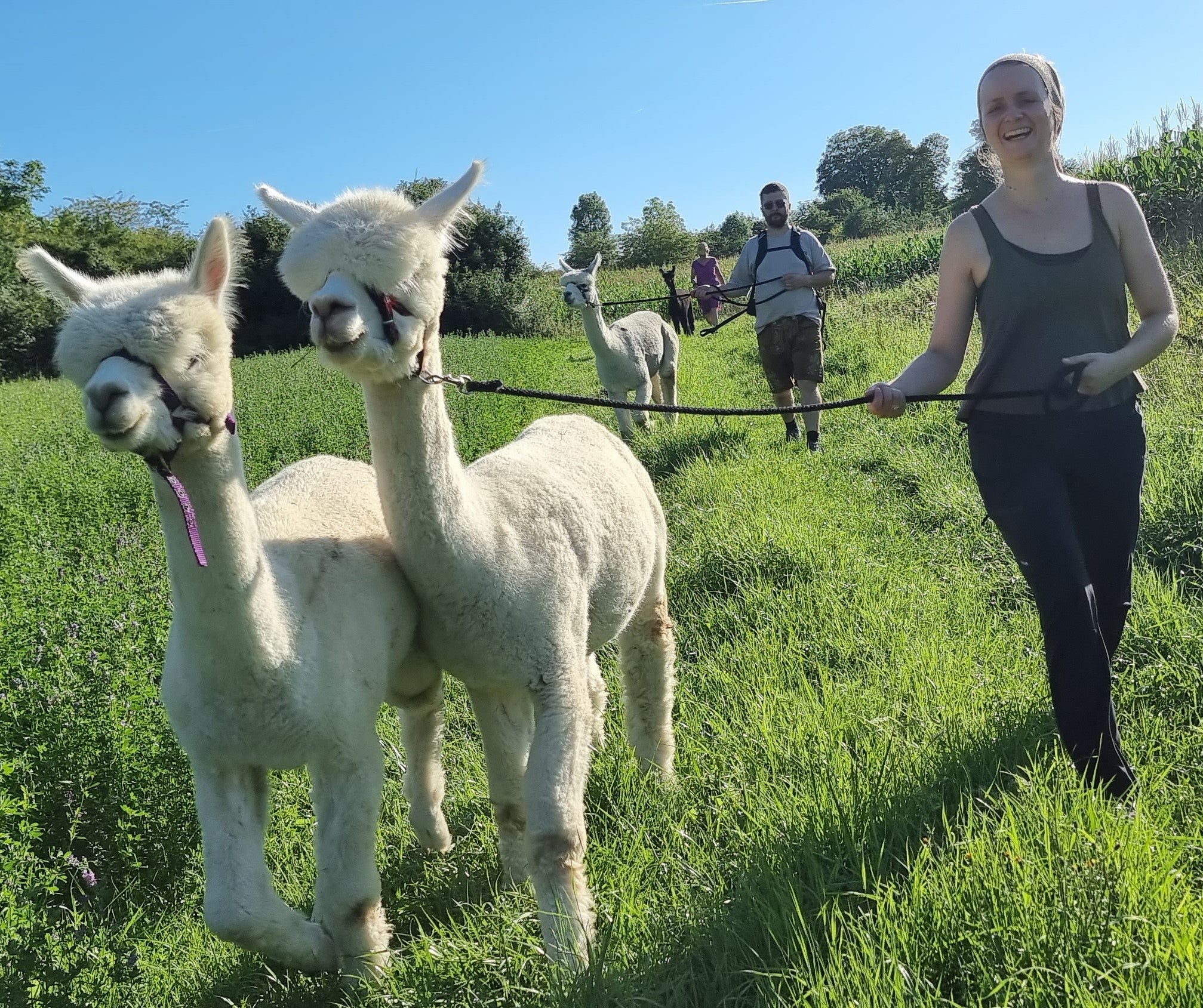 Alpaka-Wanderung für 1 Person