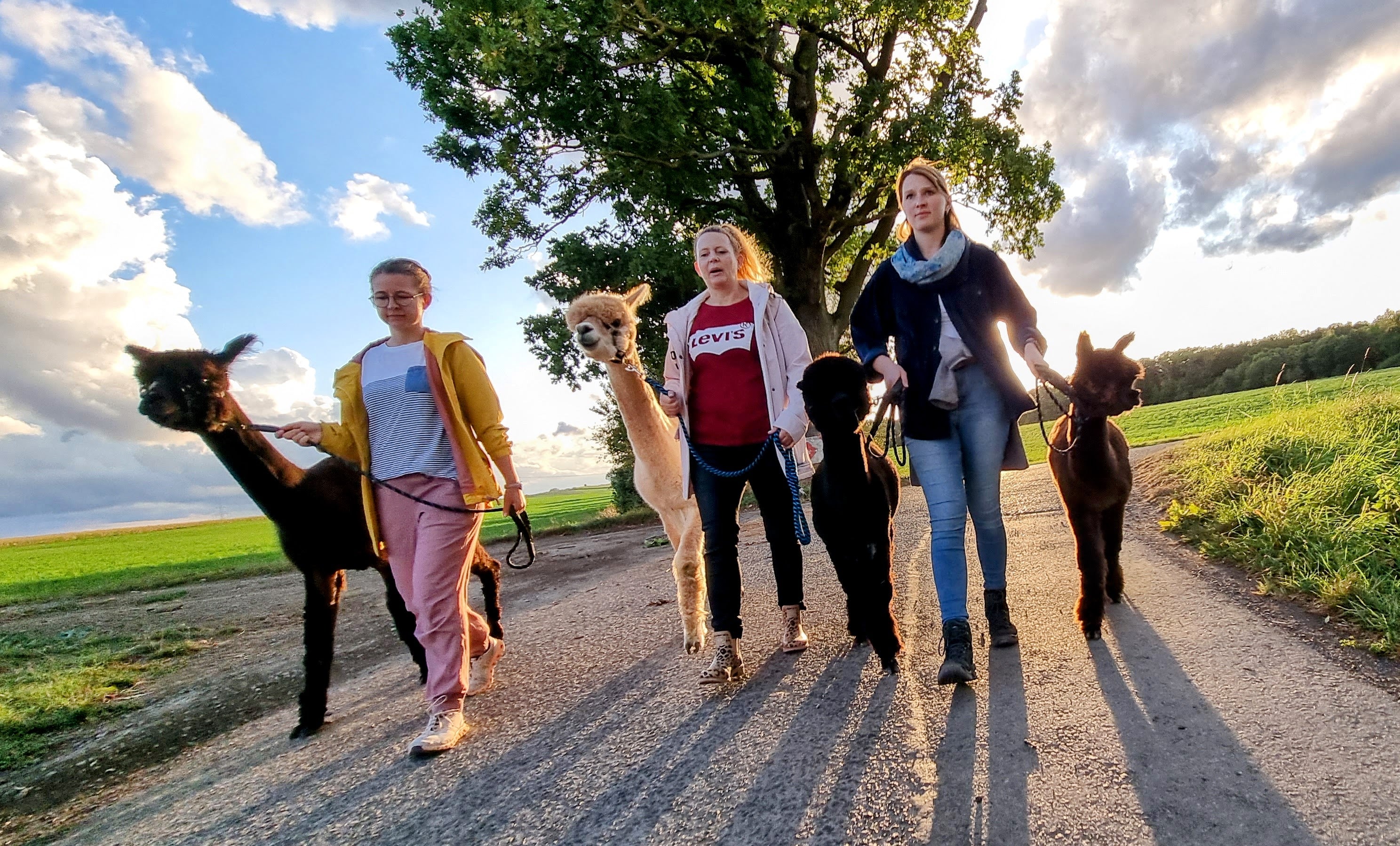 Alpaka-Wanderung für 1 Person