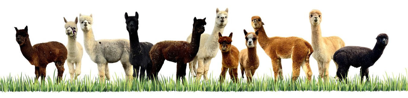 Alpakas collage
