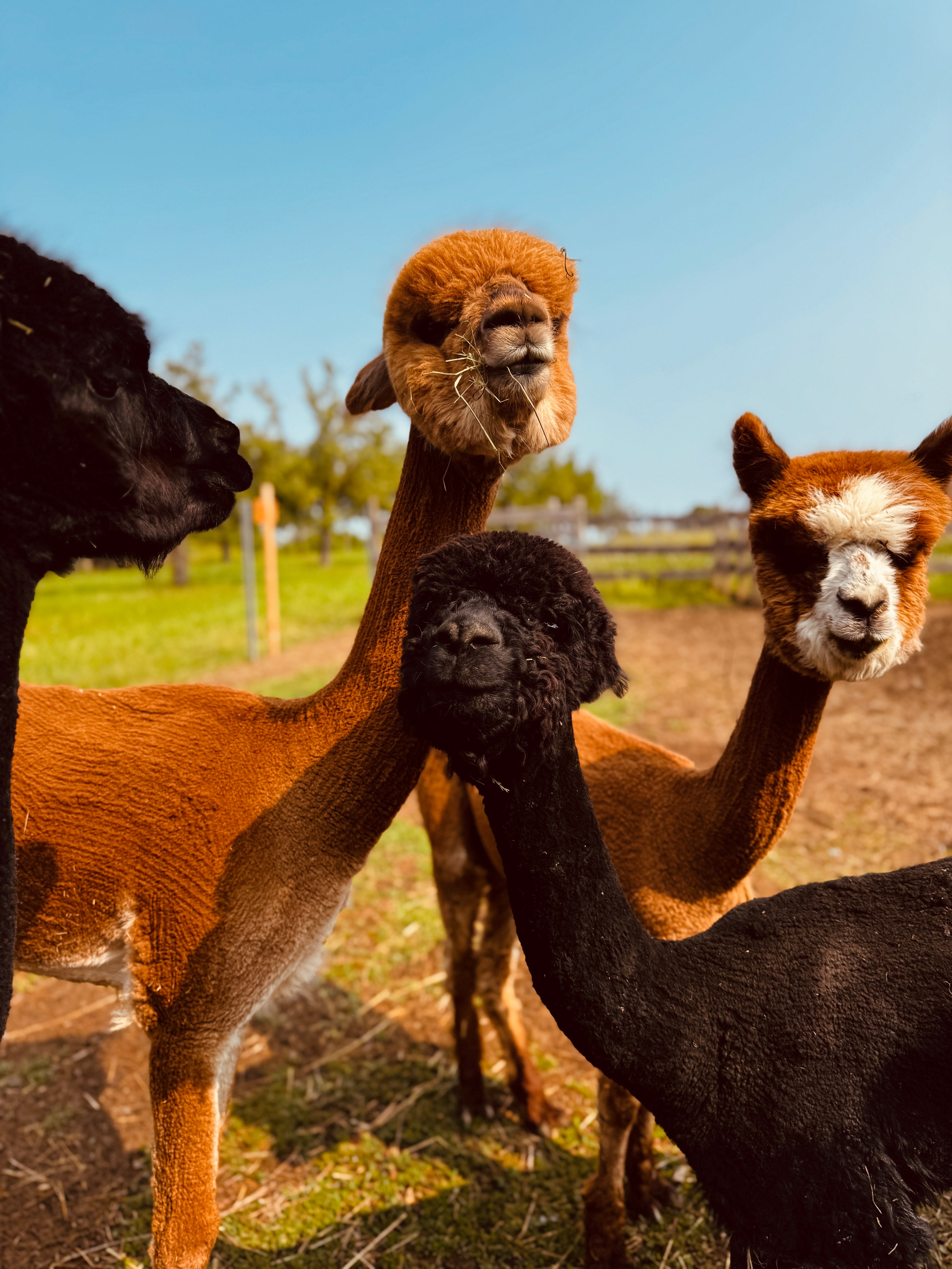 Alpaka-Wanderung für 1 Person
