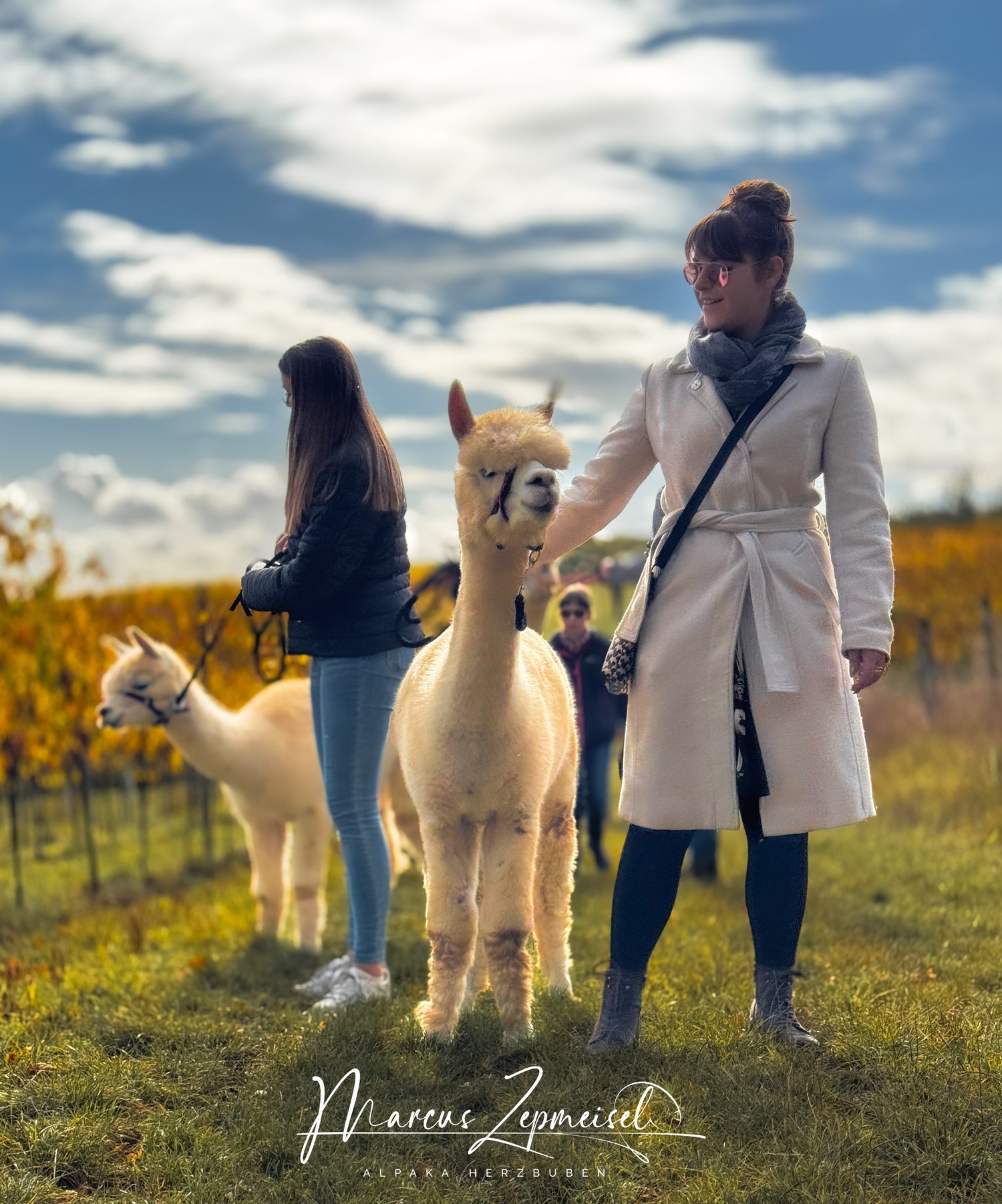 Alpaka-Wanderung für 1 Person