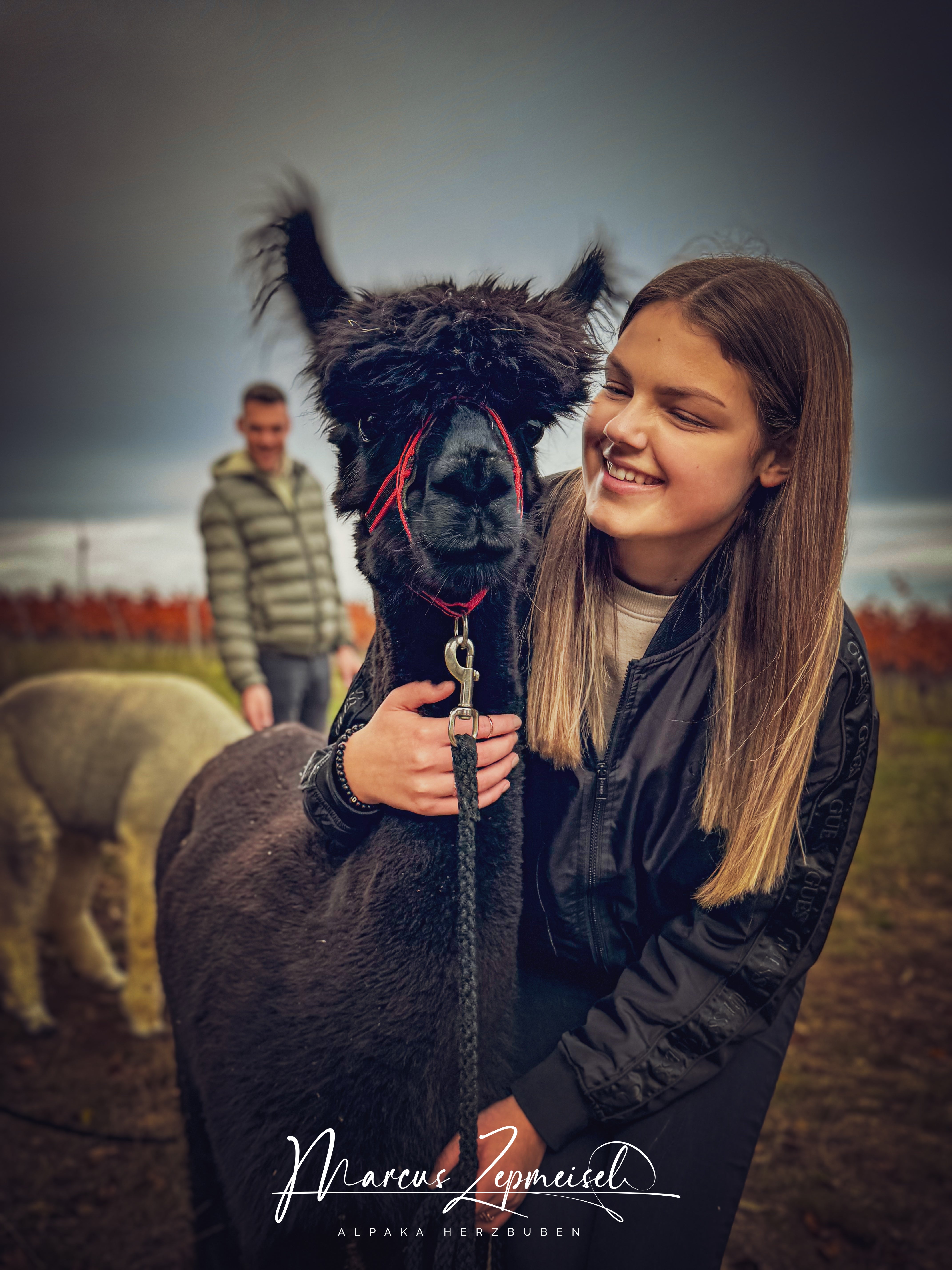 Alpaka-Wanderung für 1 Person